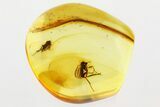 Fossil Dagger Fly and Fungus Gnat in Baltic Amber #346698-1